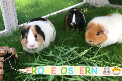 Fachtierarztpraxis Kleebachtal - Wir wünschen Ihnen frohe Ostern und schöne Feiertage!